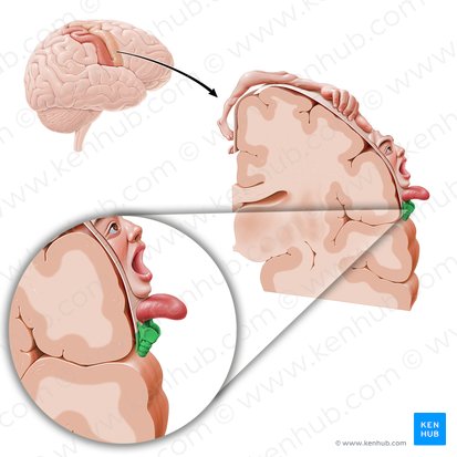 Corteza motora de la faringe (Cortex motorius pharyngis); Imagen: Paul Kim