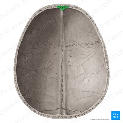 Crête frontale (Crista frontalis); Image : Yousun Koh