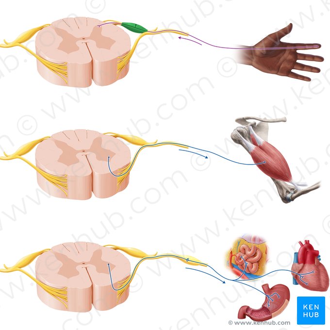 Ganglio espinal (Ganglion spinale); Imagen: Paul Kim