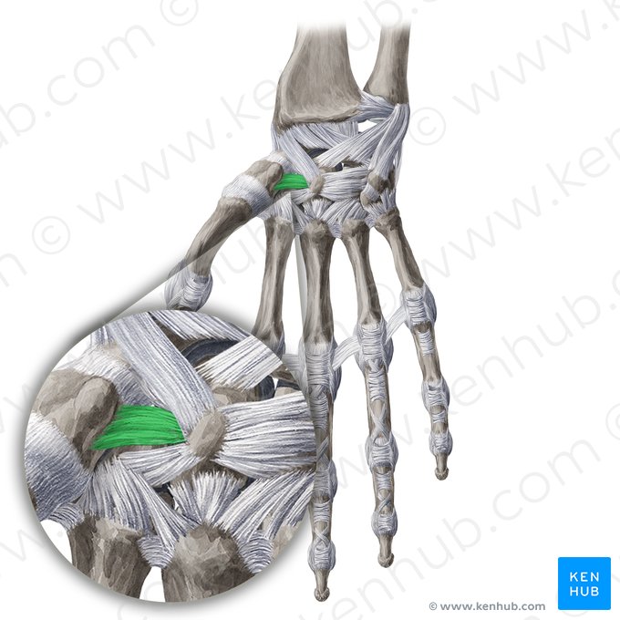 Trapezocapitate ligament (Ligamentum trapezocapitatum); Image: Yousun Koh