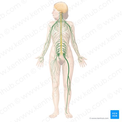 Spinal nerves (Nervi spinales); Image: Begoña Rodriguez