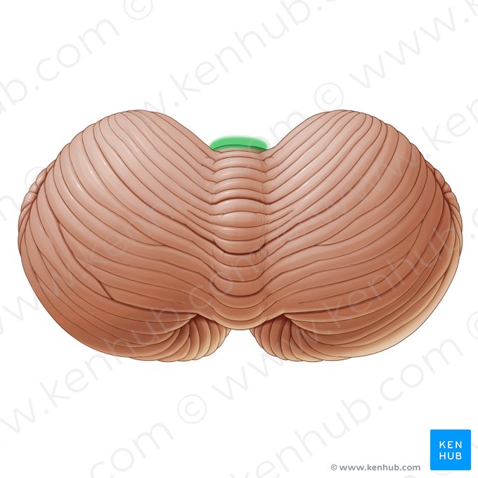 Anterior notch of cerebellum (Incisura anterior cerebelli); Image: Paul Kim