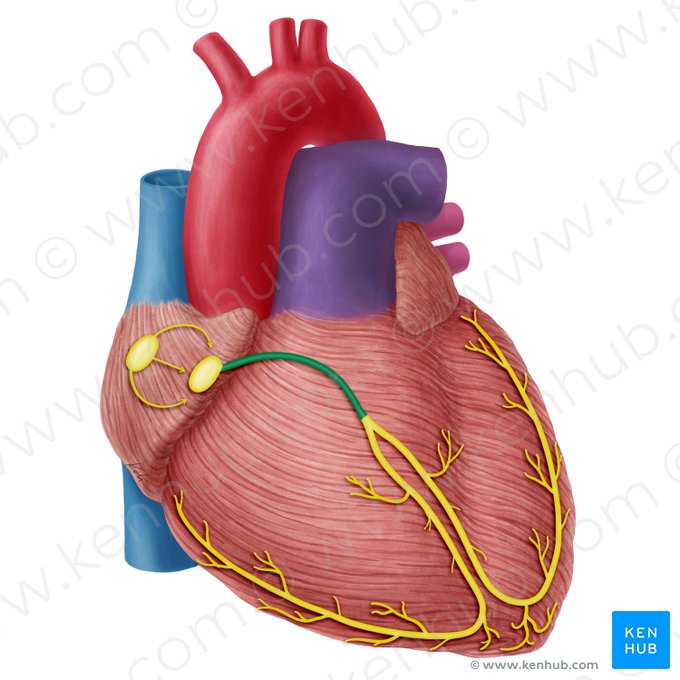 Atrioventricular bundle (of His) (Fasciculus atrioventricularis); Image: Yousun Koh