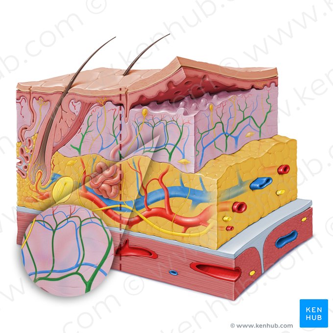 Plexo arterial dermo-hipodérmico (Rete arteriosum dermale); Imagem: Paul Kim