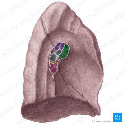 Vena pulmonalis superior sinistra (Linke obere Lungenvene); Bild: Yousun Koh