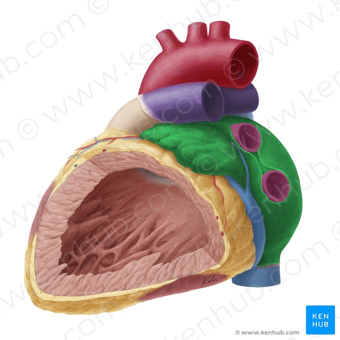 Left atrium of heart (Atrium sinistrum cordis); Image: Yousun Koh