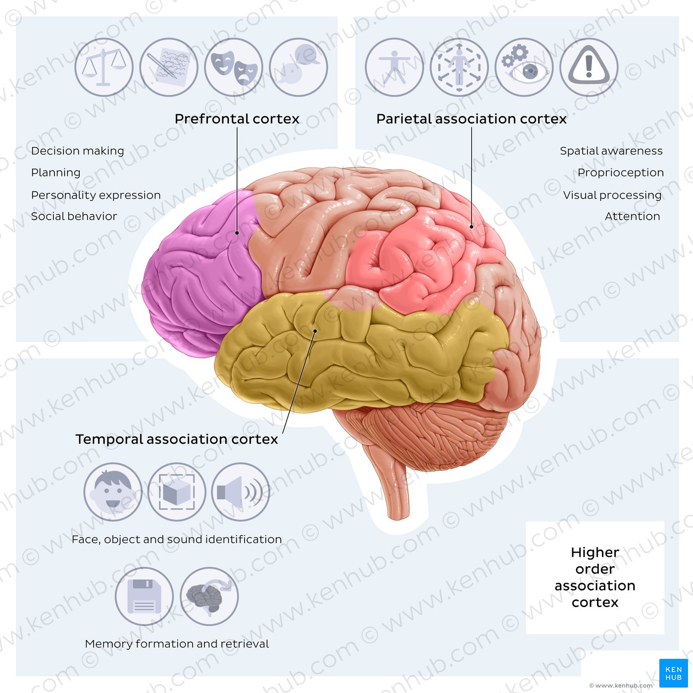 Diagram of the brain showing the high order association cortical areas and their functions. 