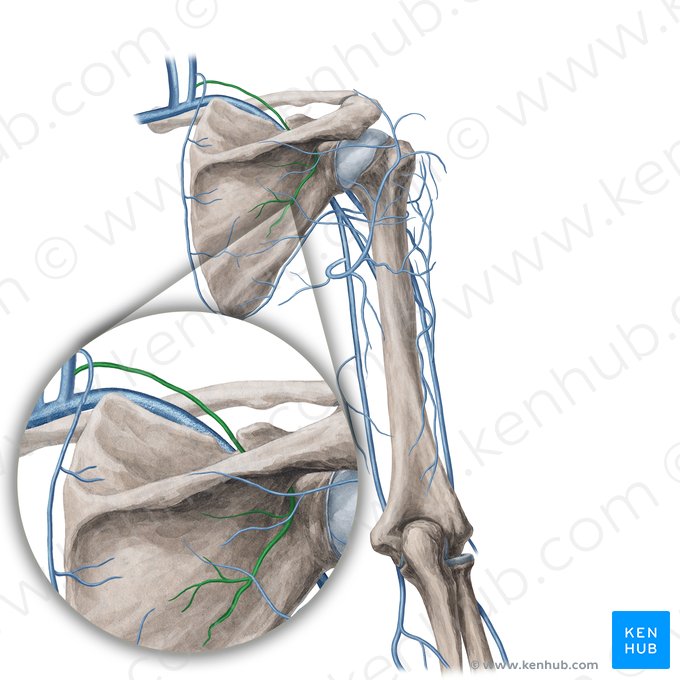 Vena suprascapularis (Oberschulterblattvene); Bild: Yousun Koh