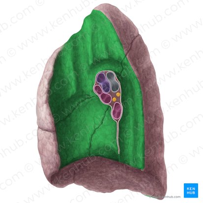 Mediastinal surface of right lung (Facies mediastinalis pulmonis dextri); Image: Yousun Koh