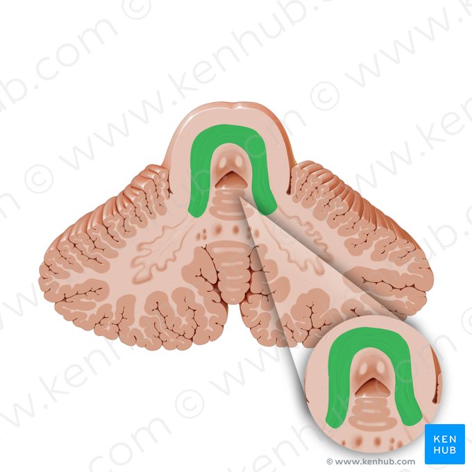 Superior cerebellar peduncle (Pedunculus cerebellaris superior); Image: Paul Kim