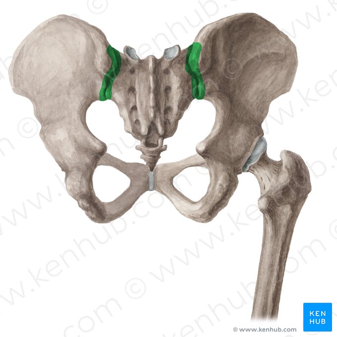Sacroiliac joint (Articulatio sacroiliaca); Image: Liene Znotina