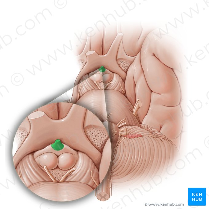 Infundibulum of pituitary gland (Infundibulum glandulae pituitariae); Image: Paul Kim