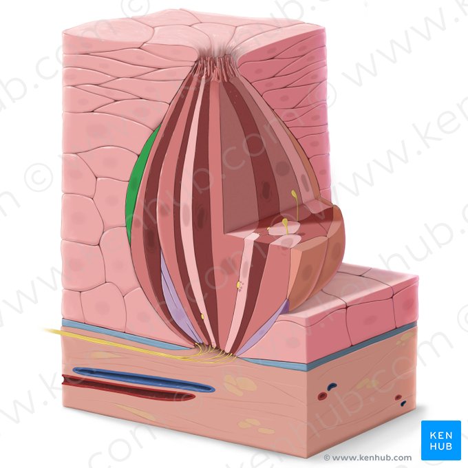 Célula epitelial gustativa tipo V (Epitheliocytus sensorius gustatorius typi V); Imagen: Tal Bavli Ziv