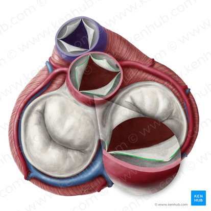 Lunules of semilunar leaflets of aortic valve (Lunulae valvularum semilunarium valvae aortae); Image: Yousun Koh