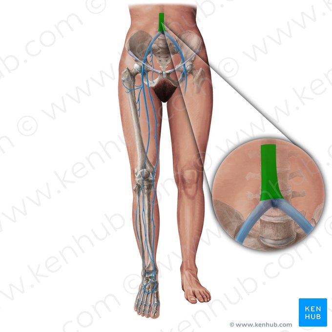 Inferior vena cava (Vena cava inferior); Image: Paul Kim