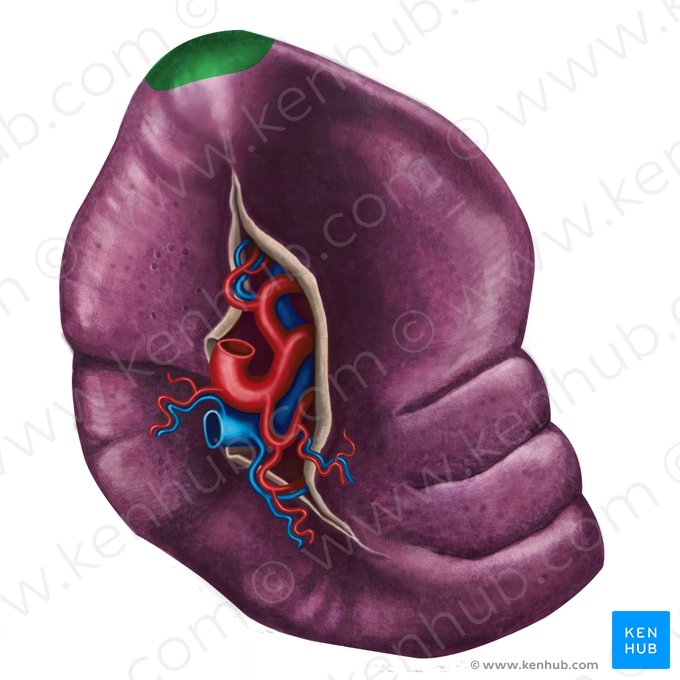 Extremitas posterior splenis (Hinterer Milzpol); Bild: Irina Münstermann