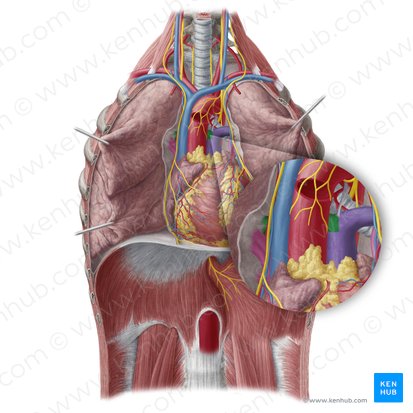 Right pulmonary artery (Arteria pulmonalis dextra); Image: Yousun Koh