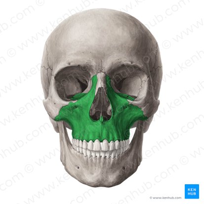 Maxilla; Image: Yousun Koh