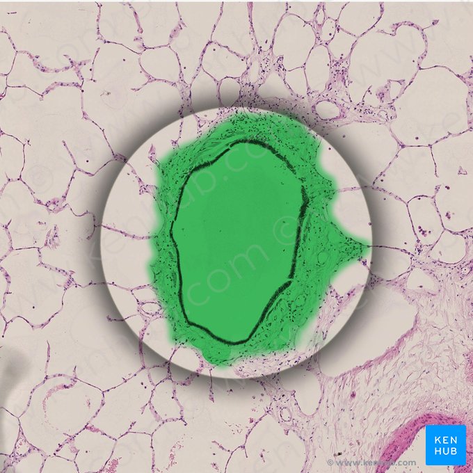 Terminal bronchiole (Bronchiolus terminalis); Image: 