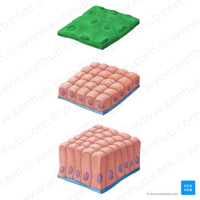 Simple squamous epithelium (Epithelium simplex squamosum); Image: Irina Münstermann