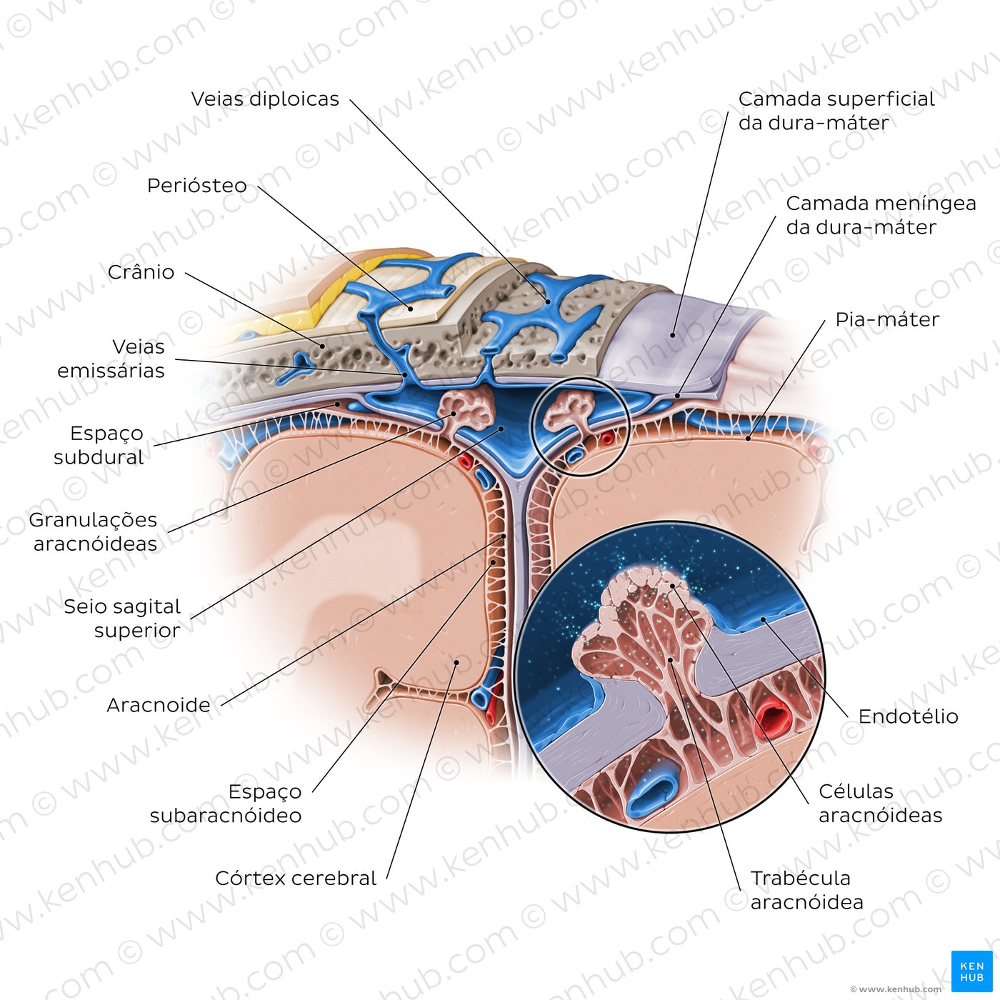 Diagrama das meninges cerebrais