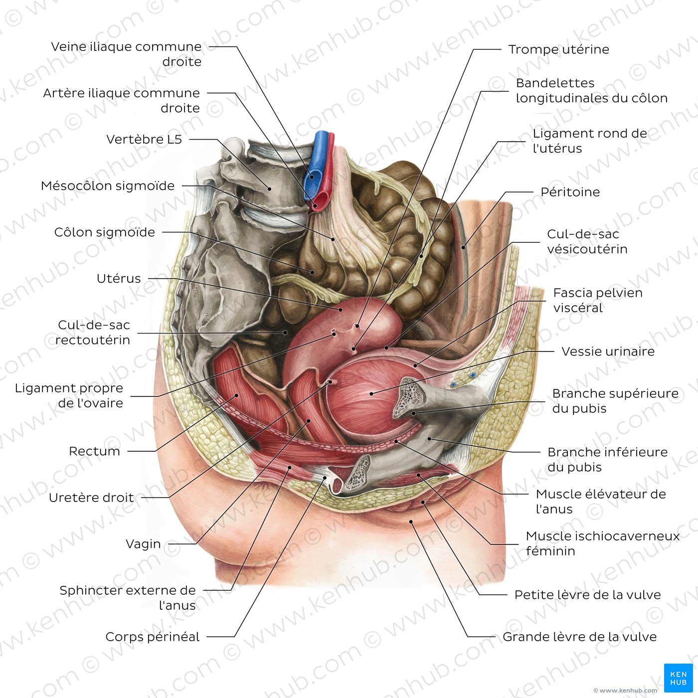 Pelvis de la femme, viscères et périnée : schéma
