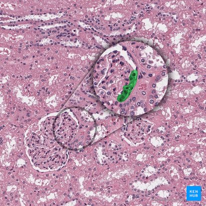 Arteriola glomerularis afferens corpusculi renalis (Afferente Arteriole des Nierenkörperchens); Bild: 