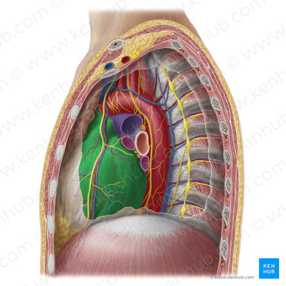 Pericardium; Image: Yousun Koh