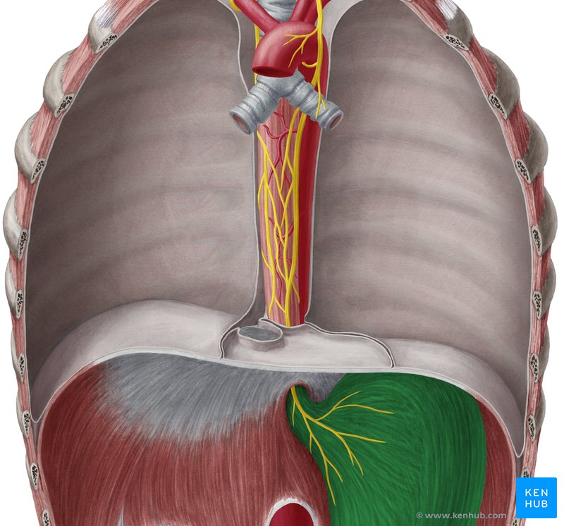 Stomach