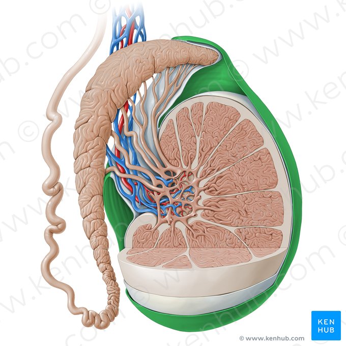 Lamina parietalis tunicae vaginalis testis (Parietales Blatt der Scheidenhaut des Hodens); Bild: Paul Kim