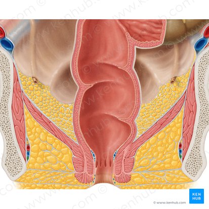 Perineal nerve (Nervus perinealis); Image: Samantha Zimmerman