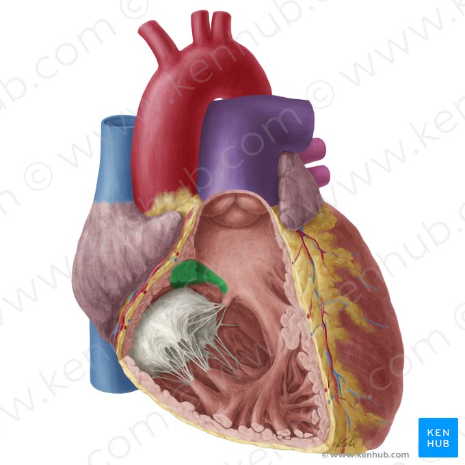 Supraventricular crest (Crista supraventricularis); Image: Yousun Koh