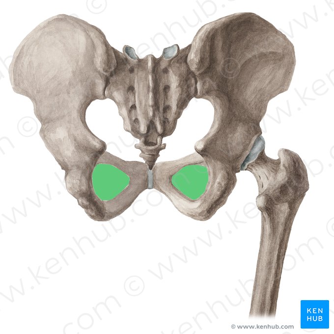 Foramen obturateur de l'os coxal (Foramen obturatum ossis coxae); Image : Liene Znotina