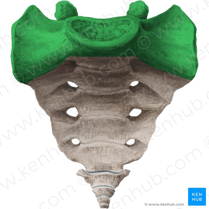 Base of sacrum (Basis ossis sacri); Image: Liene Znotina