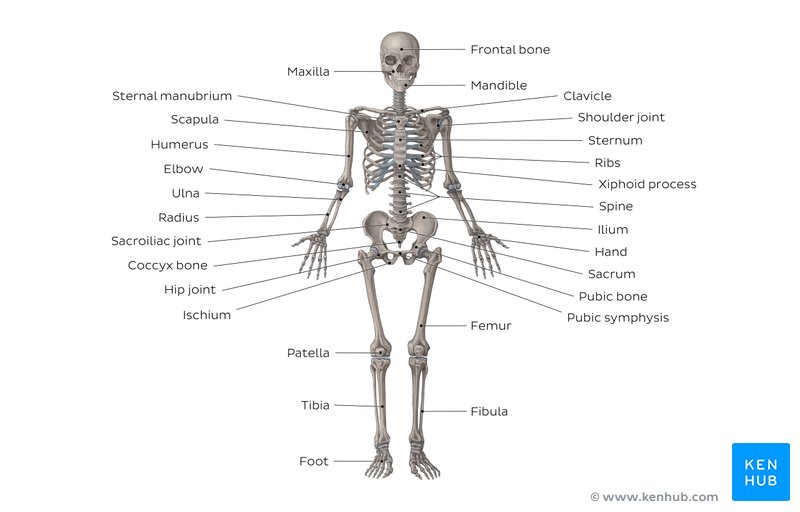 Study this image showing the main bones of the body, then test your knowledge with our unlabeled diagram (download below)