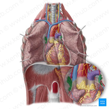 Venae pulmonales (Lungenvenen); Bild: Yousun Koh
