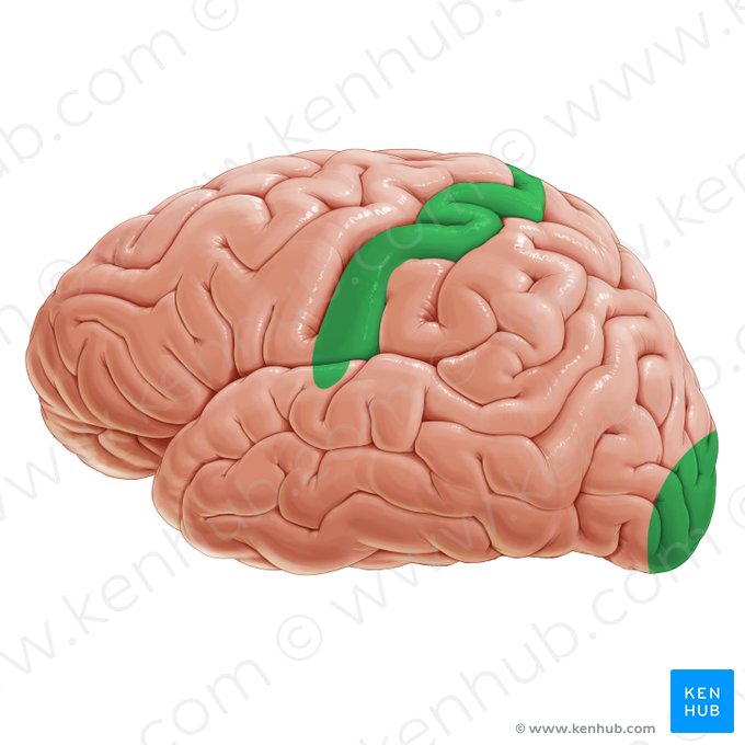 Áreas sensitivas primarias (Areae sensoriae primariae); Imagen: Paul Kim