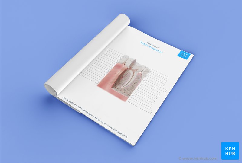 Download this activity worksheet below to try labeling the structures of the tooth yourself