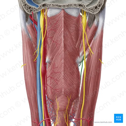 Superior laryngeal nerve (Nervus laryngeus superior); Image: Yousun Koh