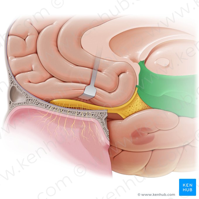 Hypothalamus; Image: Paul Kim