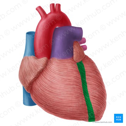 Anterior interventricular sulcus (Sulcus interventricularis anterior); Image: Yousun Koh
