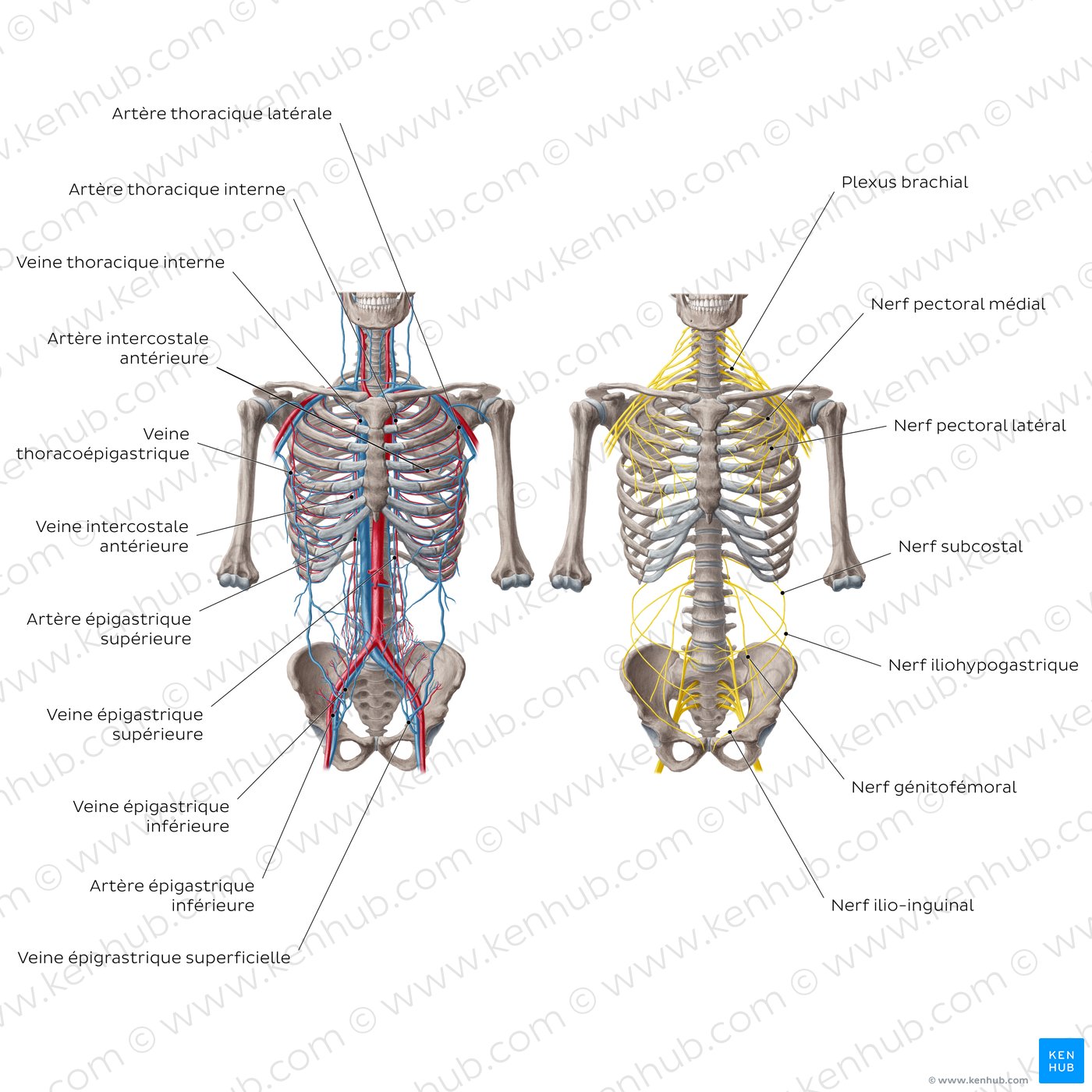 Arteries, veins and nerves of the trunk (diagram)