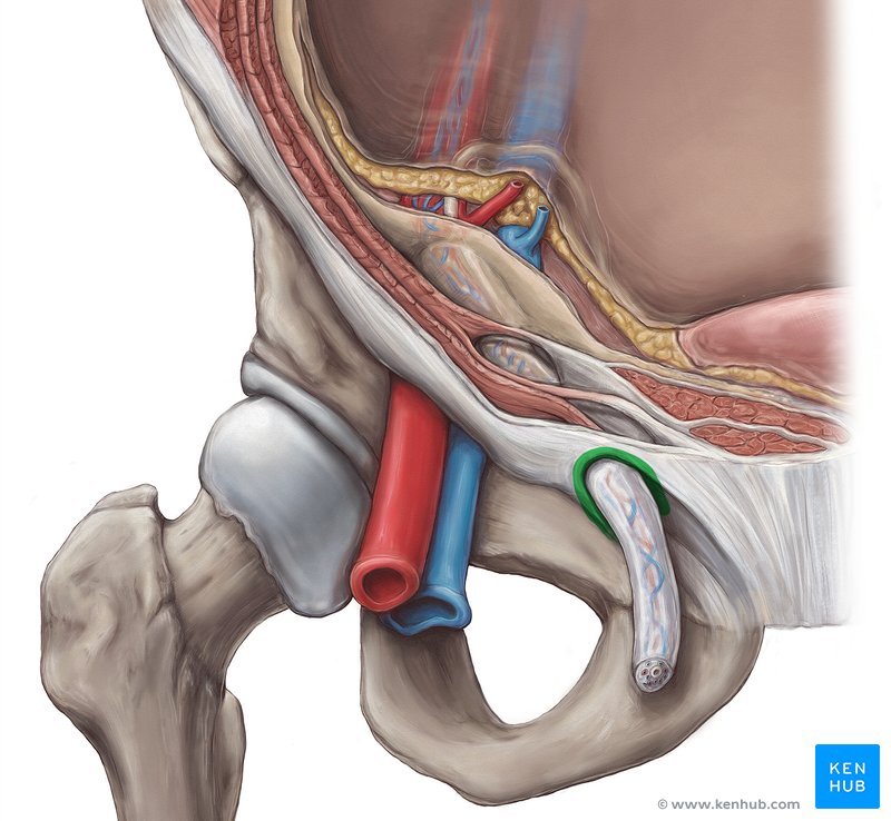 Superficial inguinal ring