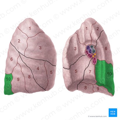 Posterior basal segment of right lung (Segmentum basale posterius pulmonis dextri); Image: Paul Kim