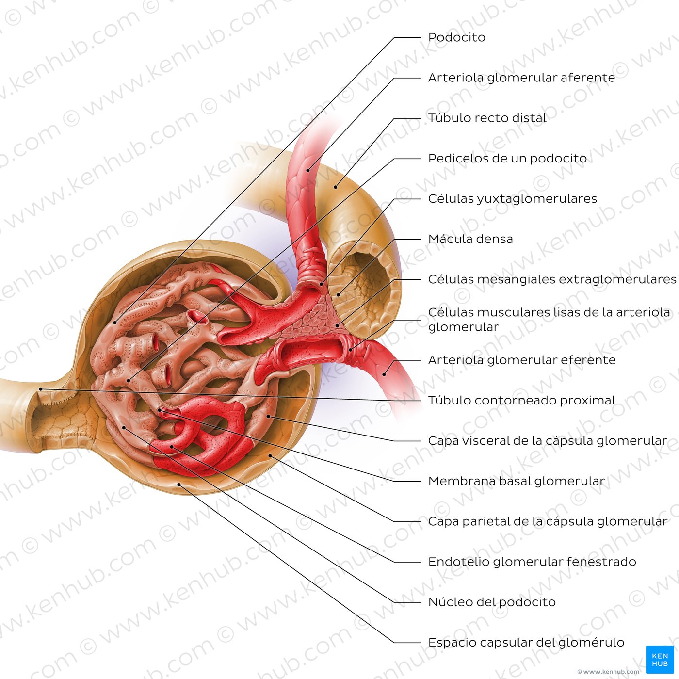 Corpúsculo renal y aparato yuxtaglomerular