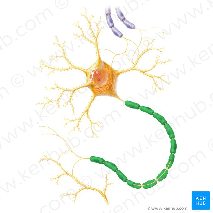 Myelin sheath (Stratum myelini); Image: Paul Kim