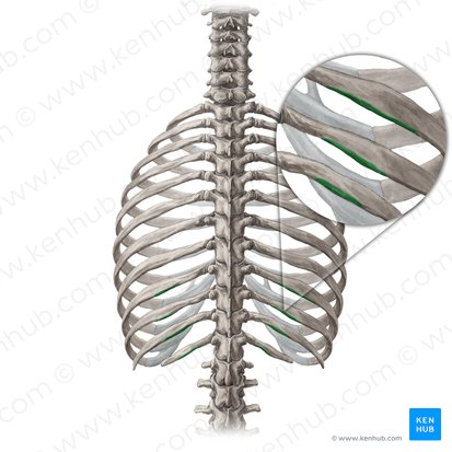 Inferior border of 9th-12th ribs (Margo inferior costarum 9-12); Image: Yousun Koh