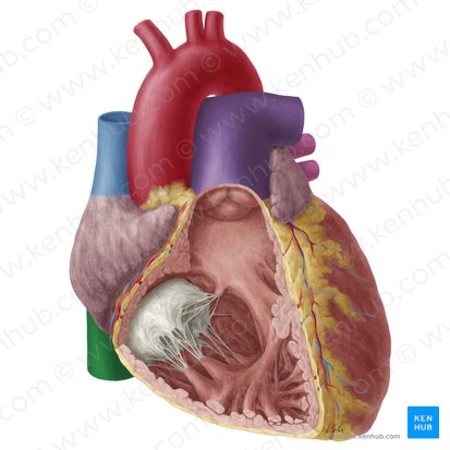 Inferior vena cava (Vena cava inferior); Image: Yousun Koh