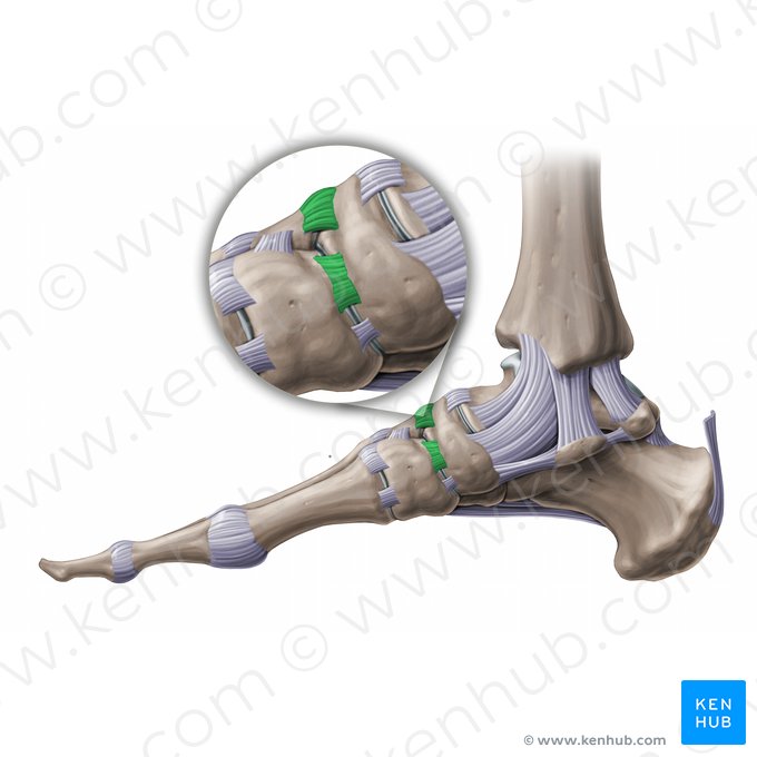 Dorsal cuneonavicular ligaments (Ligamenta cuneonavicularia dorsalia); Image: Paul Kim