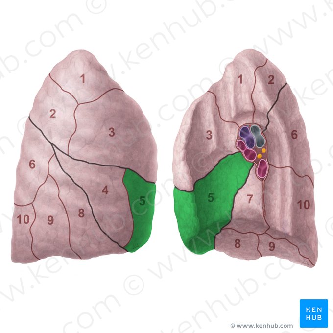 Medial segment of right lung (Segmentum mediale pulmonis dextri); Image: Paul Kim